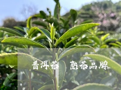 普洱茶 熟茶品牌/2023031798391